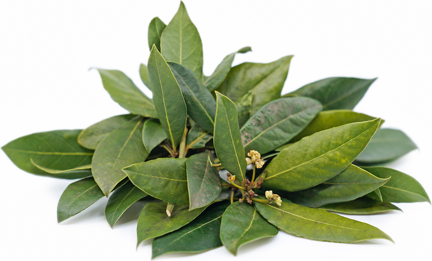 Bay Leaves picture