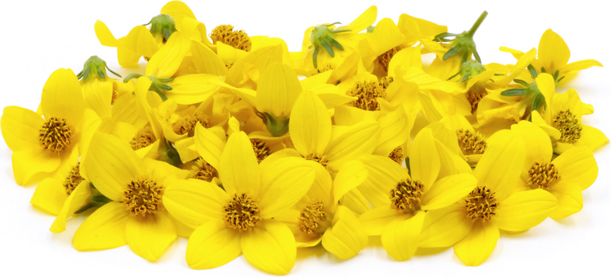 Sun Daisy MicroFlowers™ picture