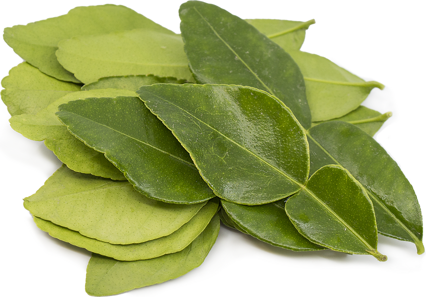 Kaffir Lime Leaves picture