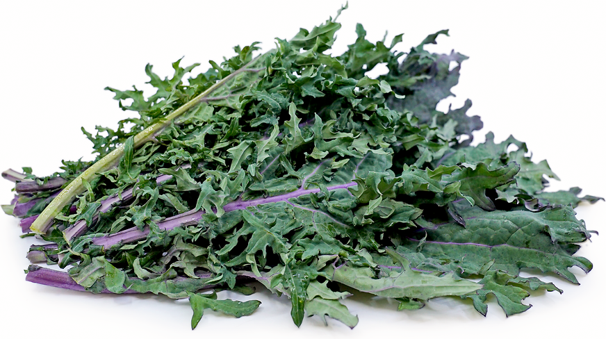 Purple Russian Kale picture