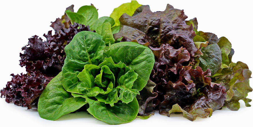 Assorted Lettuce picture