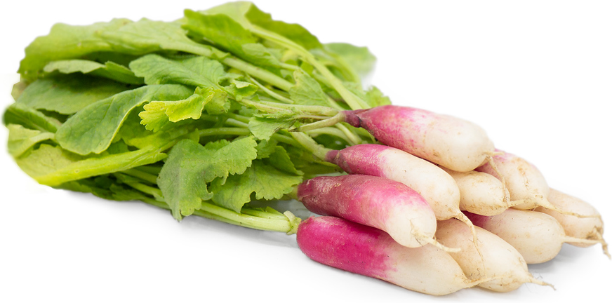 French Breakfast Radishes picture