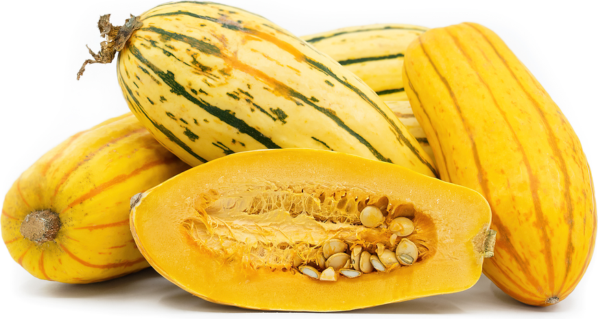 Delicata Squash picture