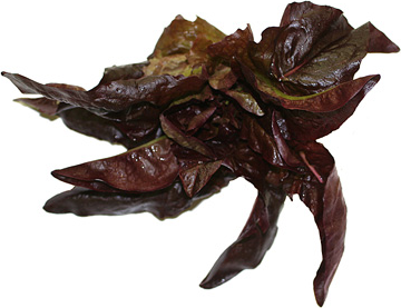 Red Deer's Tongue Lettuce picture