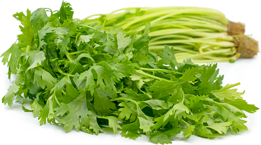 Celery Stick Png | www.pixshark.com - Images Galleries ...