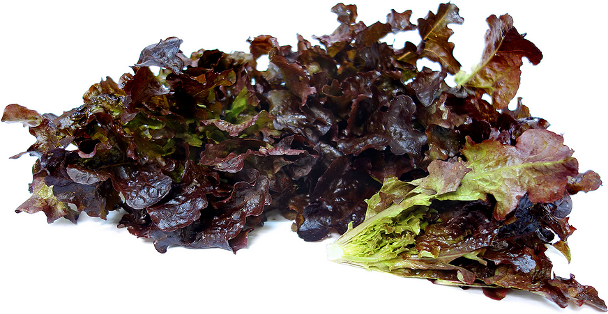 Firecracker Lettuce picture