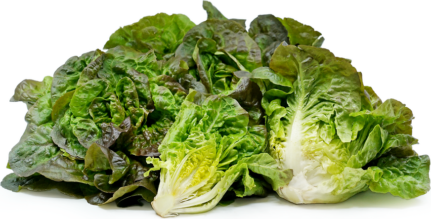 Pirat Lettuce picture