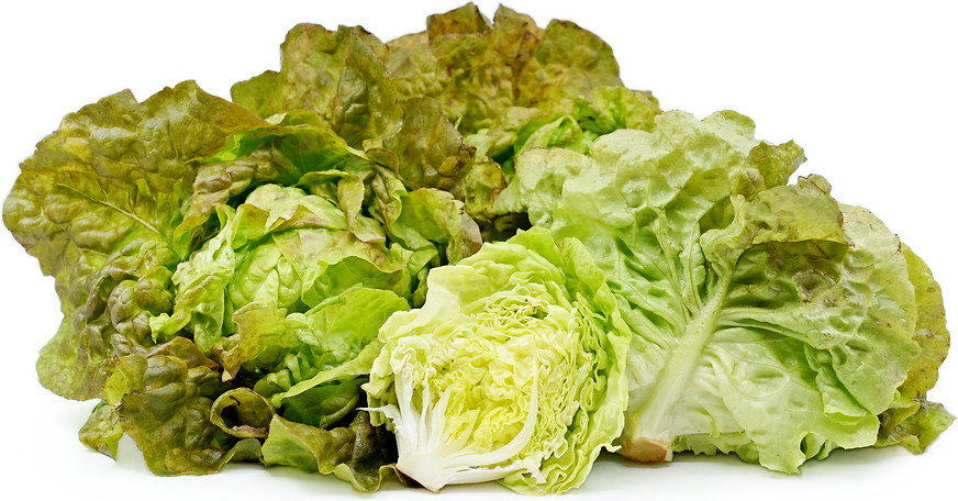 Perella Lettuce picture