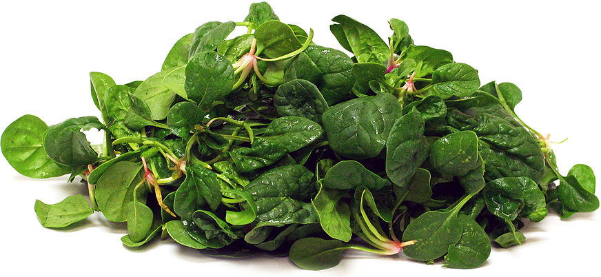 Bloomsdale Spinach picture