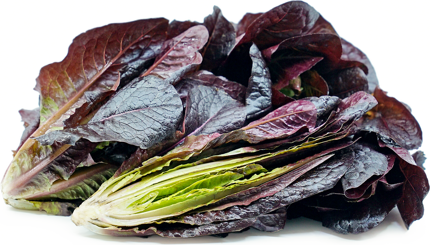 Baby Red Romaine Lettuce picture