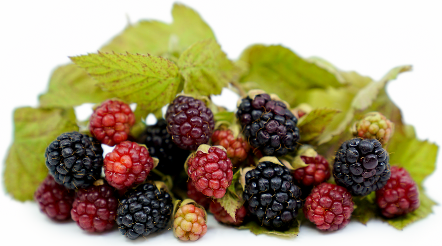 Loganberries picture