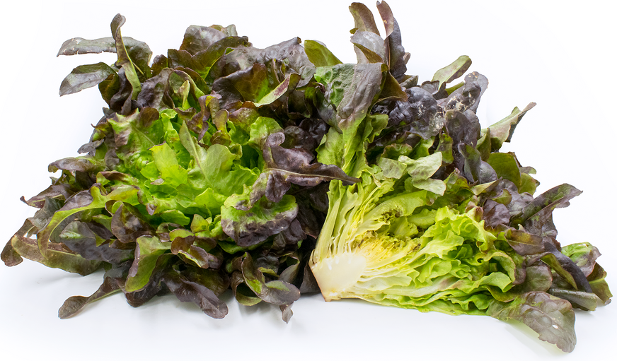 Brunia Lettuce picture