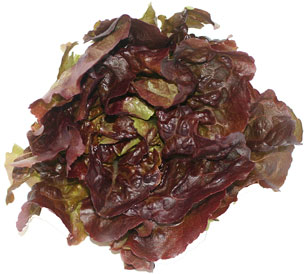 Red Butter Lettuce picture