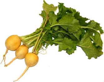 Baby Yellow Turnips picture