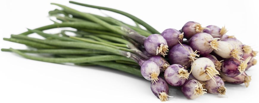 TinyVeggies™ Red Onion picture