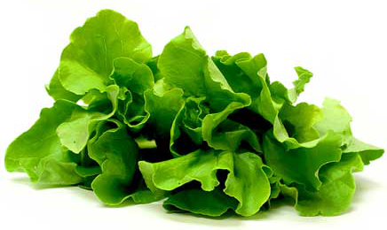 Butter Lettuce picture