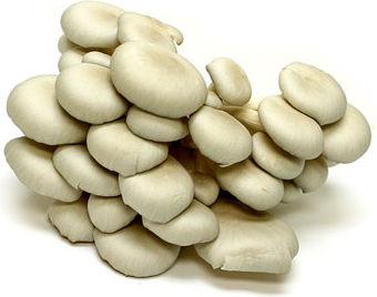 Baby Oyster Mushrooms picture