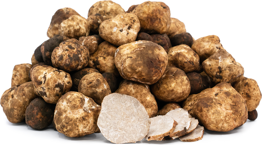 White Oregon Truffles Information Recipes And Facts White Oregon Truffles
