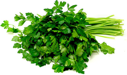 Italian Parsley picture