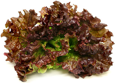 Vulcan Lettuce picture