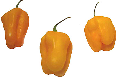 Yellow Habanero Chile Peppers picture
