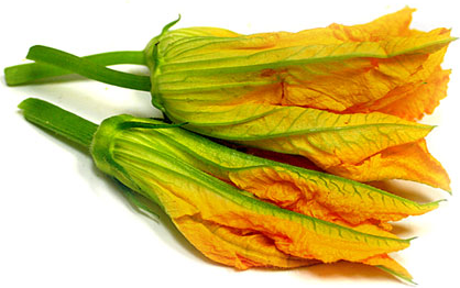 Macho Squash Blossoms picture