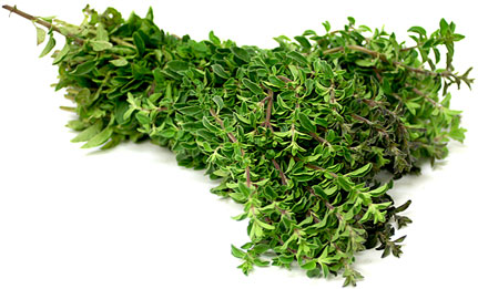 Oregano picture