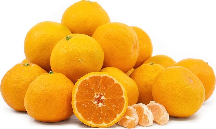 Seedless Satsuma Tangerines picture