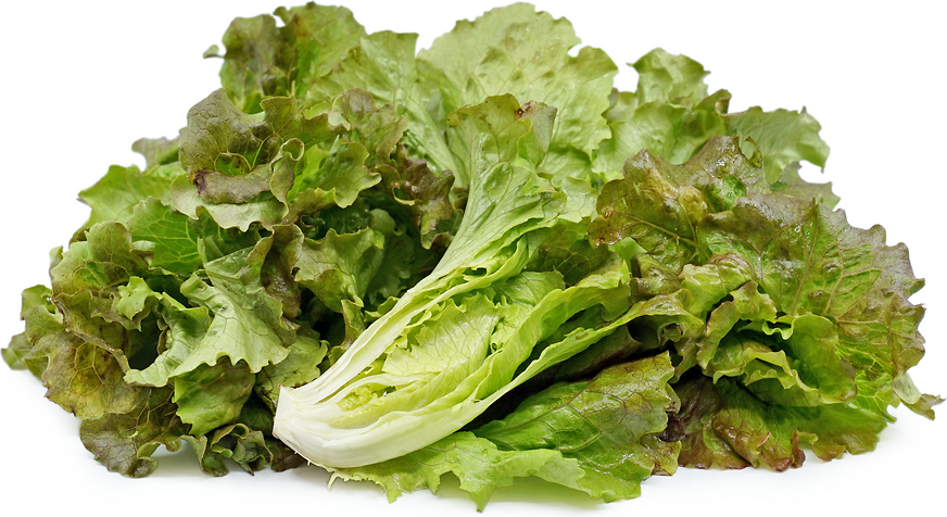 Sierra Lettuce picture