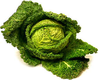 Savoy Cabbage picture