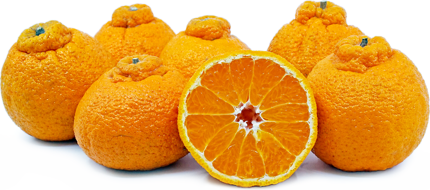 The Sumo orange is a new citrus star