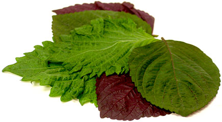 Leaf Shiso Red and Green picture