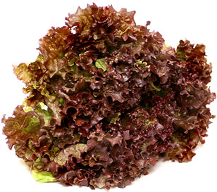 Red Leaf Lettuce picture