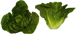 Sweet Romaine picture