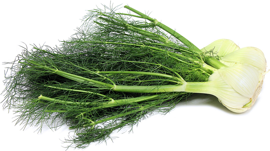 Fennel picture