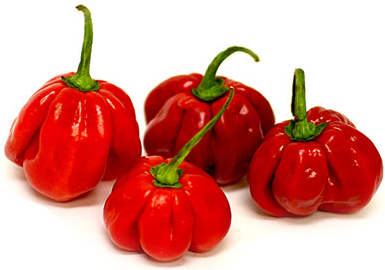 Red Habanero Chile Peppers picture