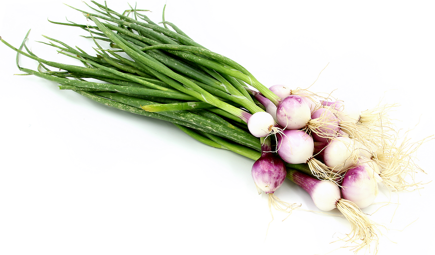 Red Pearl Onions with Top picture
