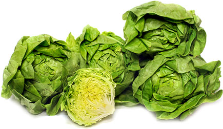 Organic Hydroponic Butter Lettuce (Bulk) picture