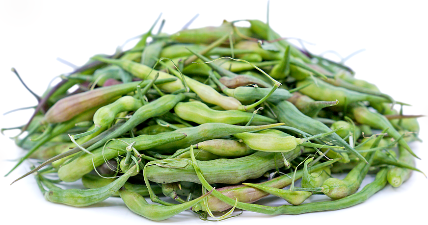 Radish Pods picture