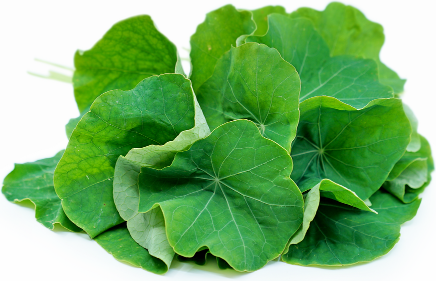 Nasturtium Leaves picture