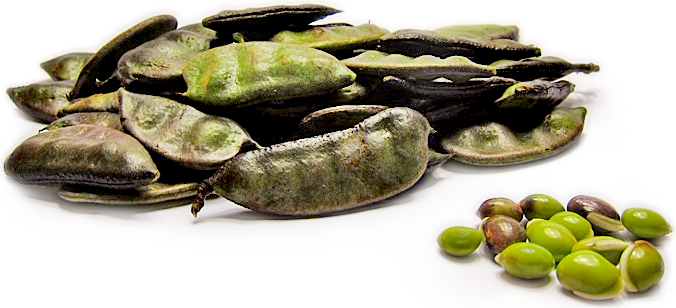 Hyacinth Shelling Beans picture