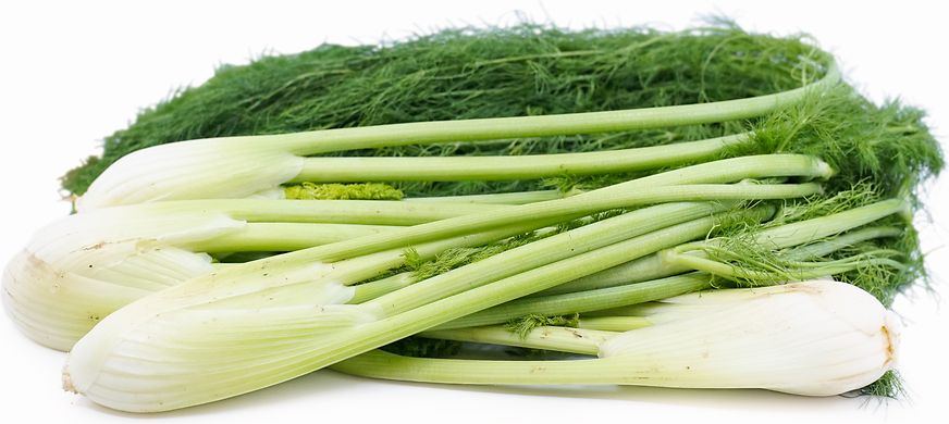 Fennel picture
