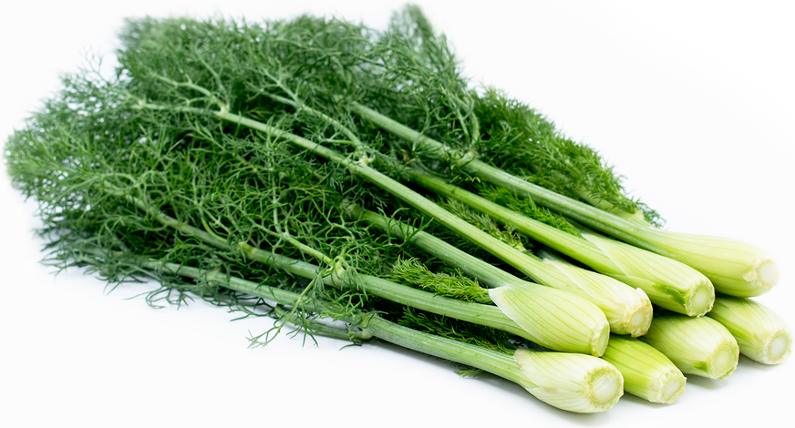 Image result for fennel