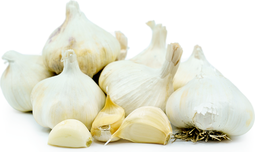 Garlic picture