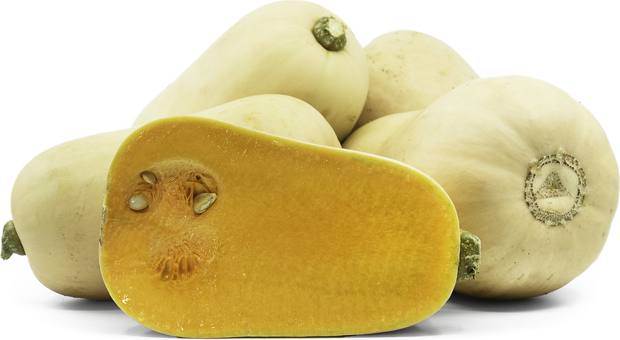 Butternut Squash picture