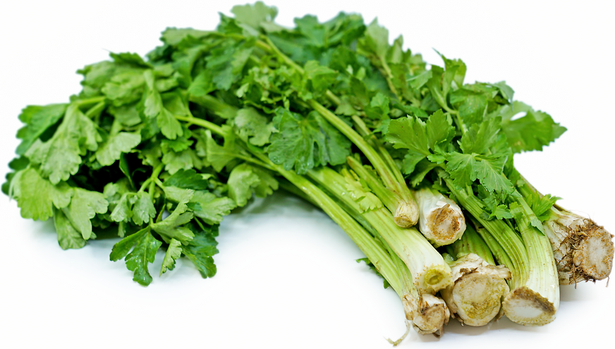 Chinese Celery picture