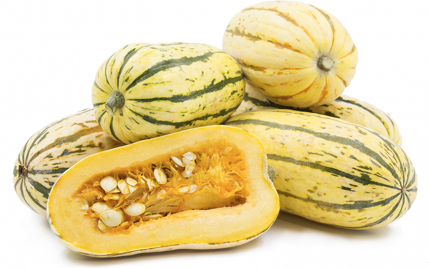 Delicata Squash picture