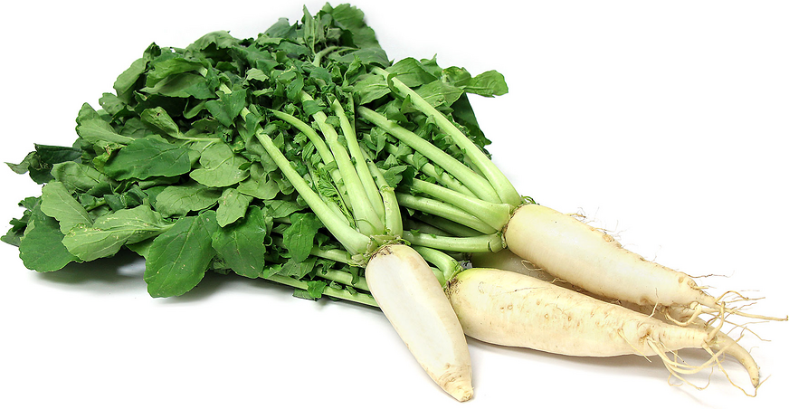 Baby Daikon Radish picture