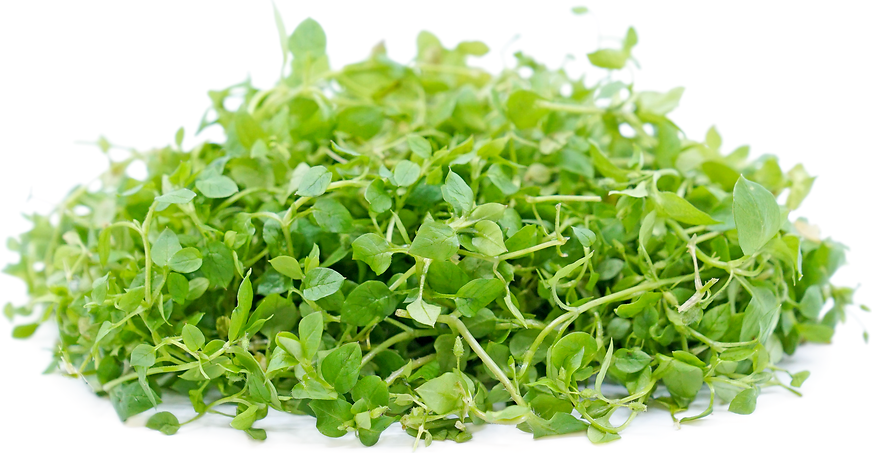 Chickweed picture