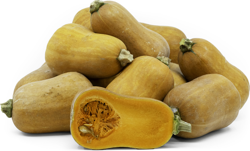 Honeynut Squash picture